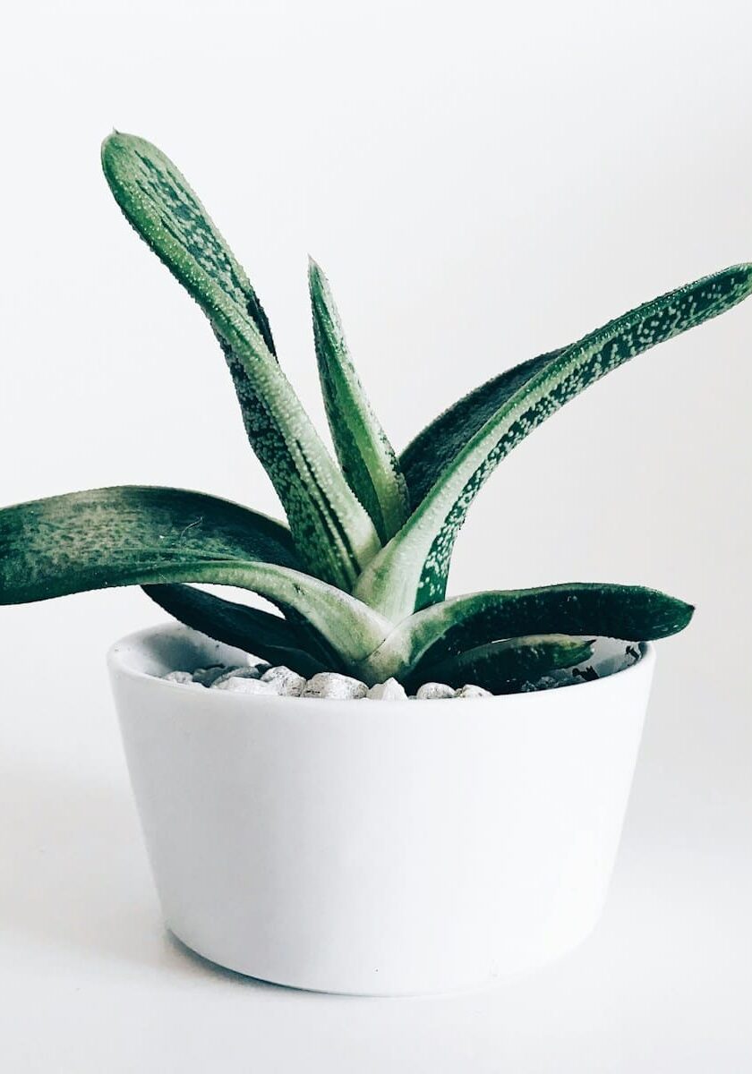 vhkj3fx9wck-portrait-1c72f565222bb308e29b2f8ea7c41822-8mgtxrsbj61h